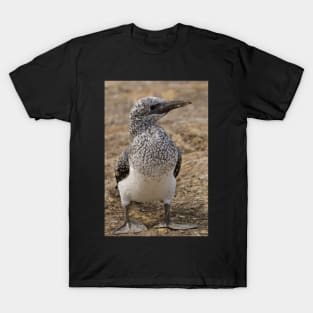 Gannet Chick T-Shirt